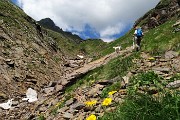 Pizzo Pradella (2626 m) con tanti bei fiori, salito da Valgoglio il 9 luglio 2016 - FOTOGALLERY